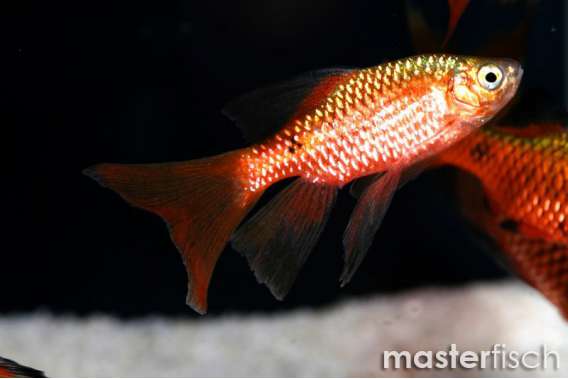 Long-Fin Assorted Rosy Barb