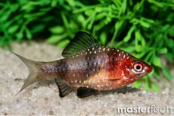 Ruby Barb