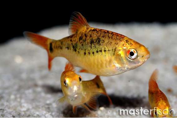 Golden Barb