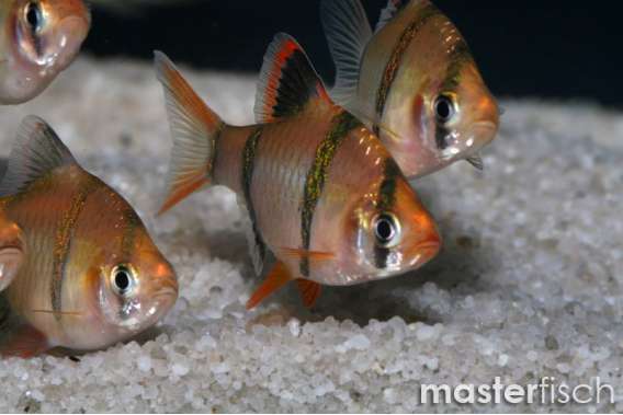 Tiger Barb (Puntius. tetrazona)