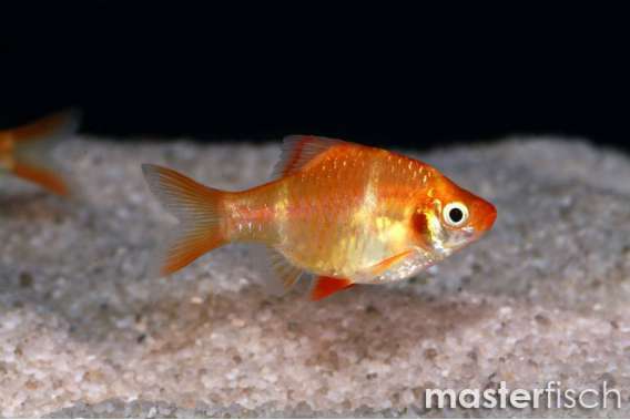 Tiger Barb-Golden (Puntius tetrazona)