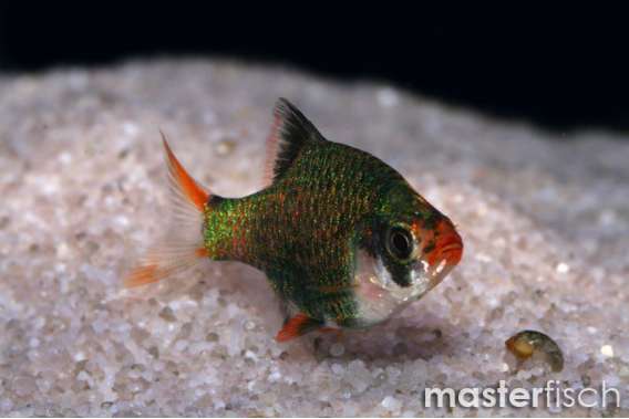 Tiger Barb-Green (Puntius tetrazona)