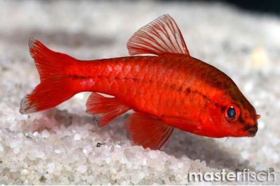 Cherry Barb