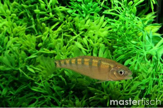 Barilius barila