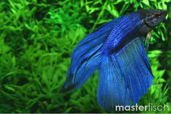 Lyretail Fighting Fish