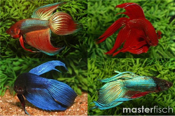 Fighting Fish (Varied)
