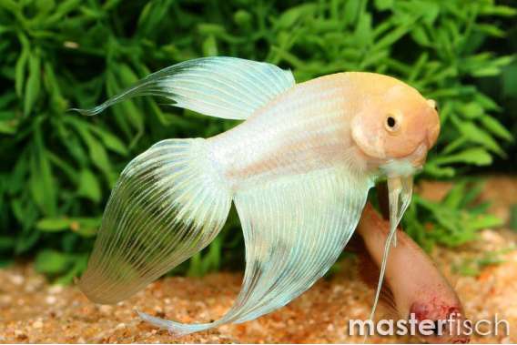 Long-Fin White Fighting Fish