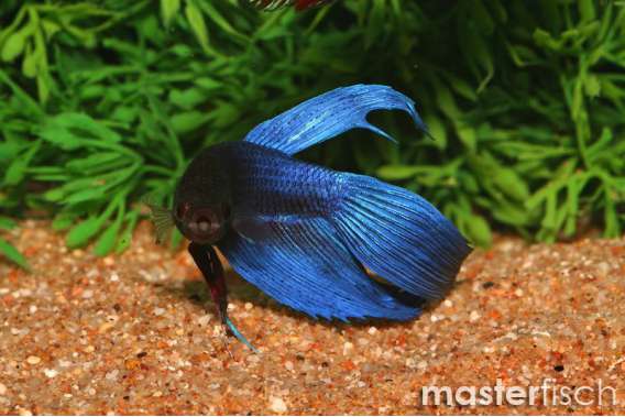 Long-Fin Blue Fighting Fish