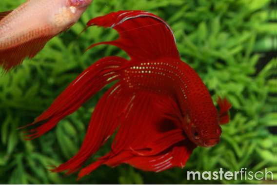 Long-Fin Red Fighting Fish