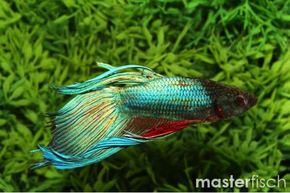 Long-Fin Green Fighting Fish