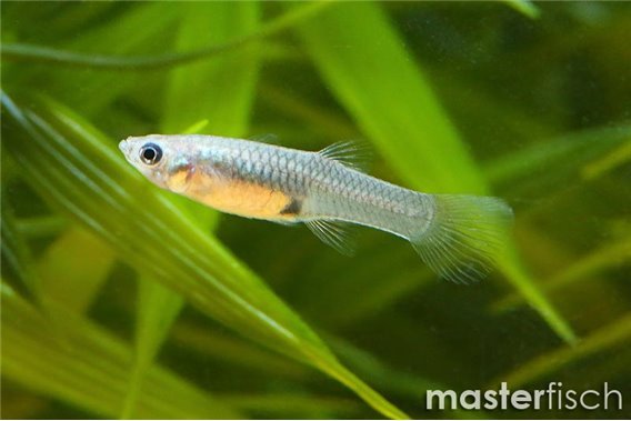 Guppy pintail gold endler