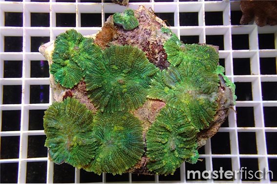 Green mushroom