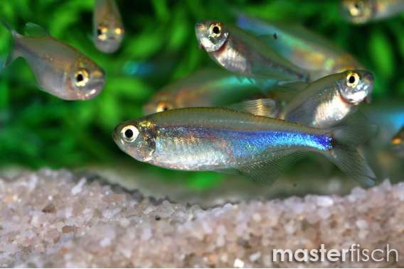 Blue Tetra