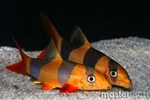 Clown Loach