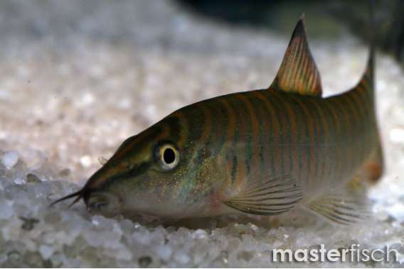 Banded Loach / Banded Tiger Loach