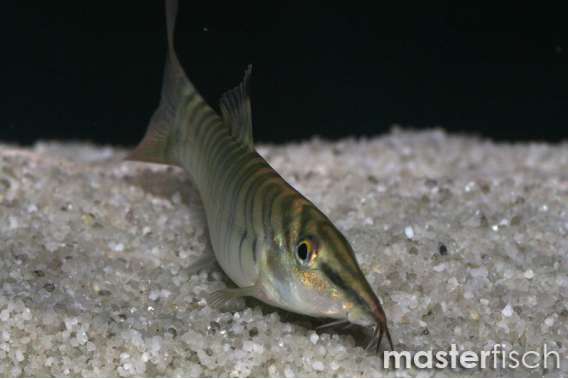 Banded loach