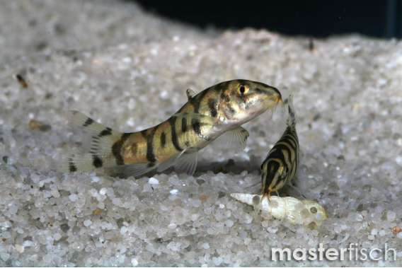 Reticulate loach