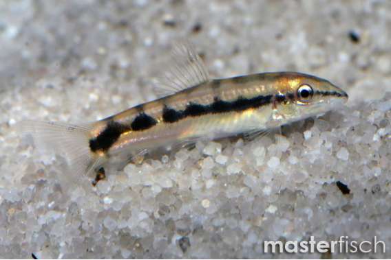 Pygmy loach