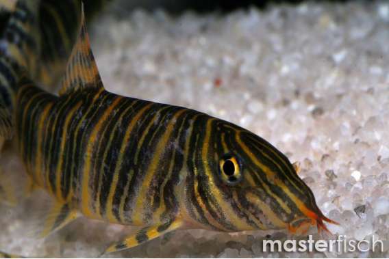 Botia Striata