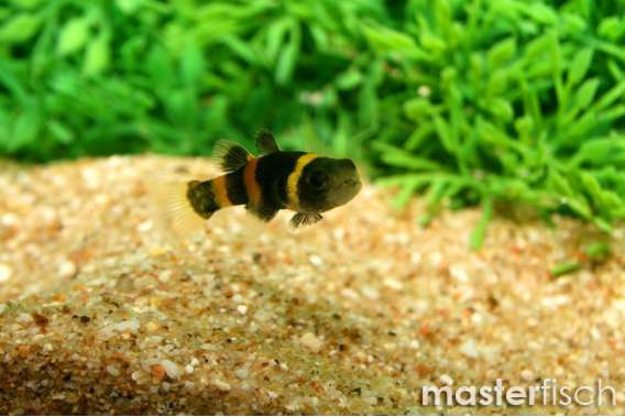 Bumble-Bee Goby