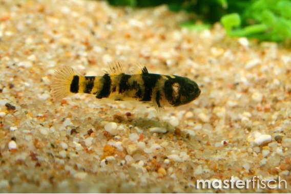 Bumble Bee Goby (Xanthomelas)