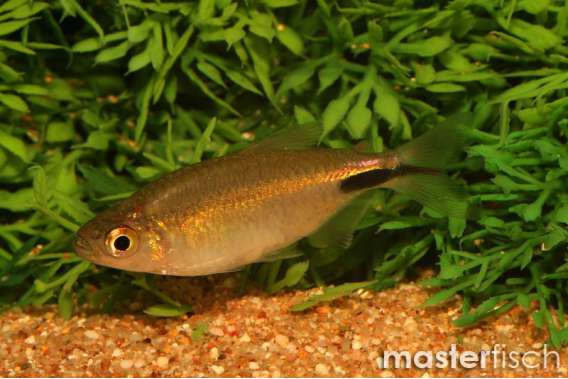 LF African Tetra