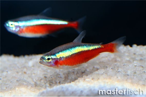 Cardinal Tetra (bred)