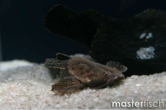 Banjo Catfish