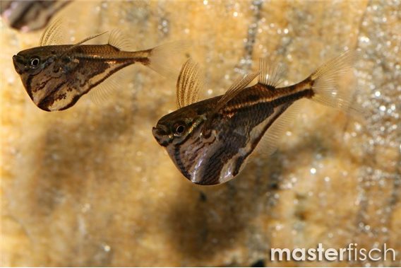 Marble Hatchet Fish