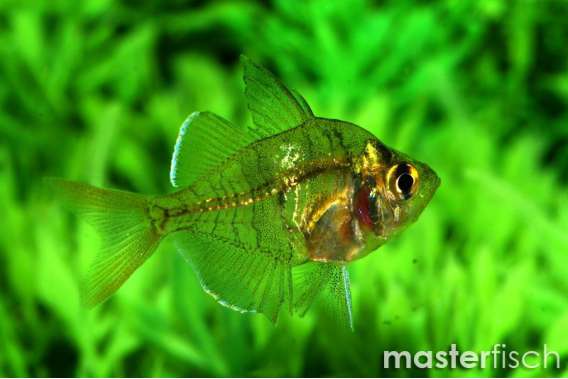 Indian glassy fish