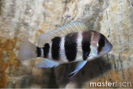 Frontosa Cichlid