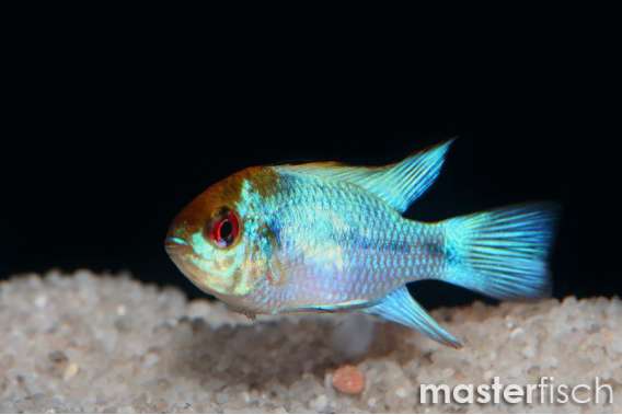 Electric Blue Rams