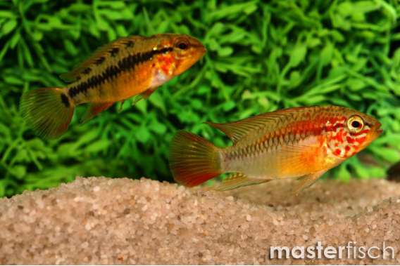 Viejita II Dwarf Cichlid