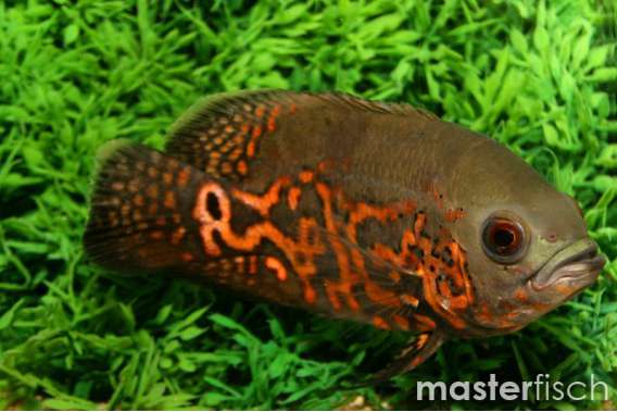 Red Tiger Oscar