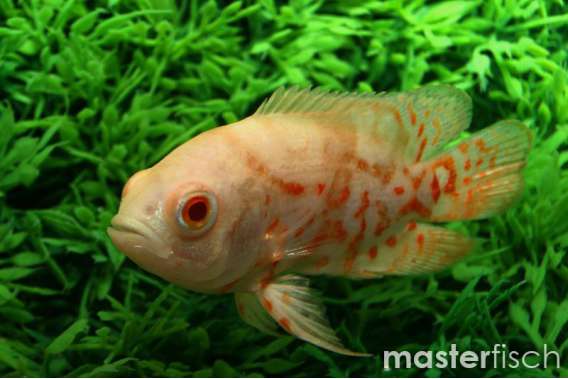 Red Tiger Oscar Golden