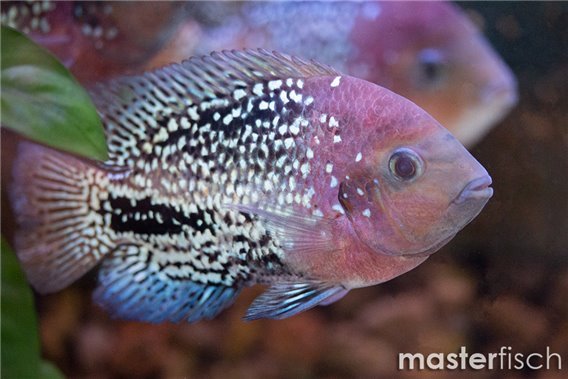 Redheaded Cichlid