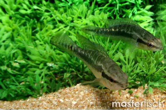 White-Spotted Pike Cichlid