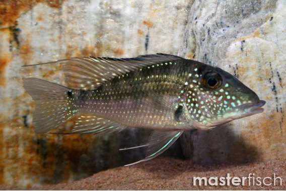 Jurupari Cichlid