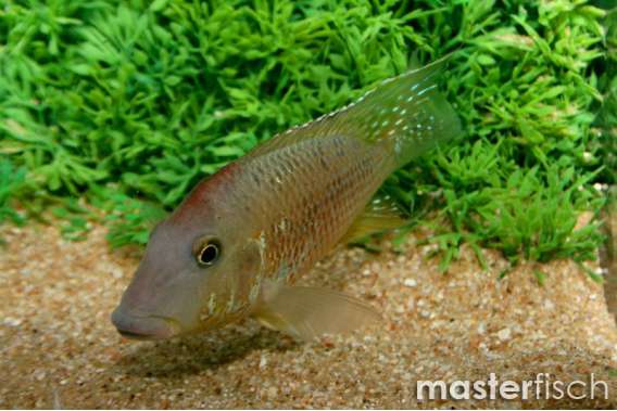 Red Hump Earth-Eater Cichlid