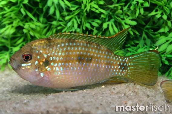 African Butterfly Cichlid