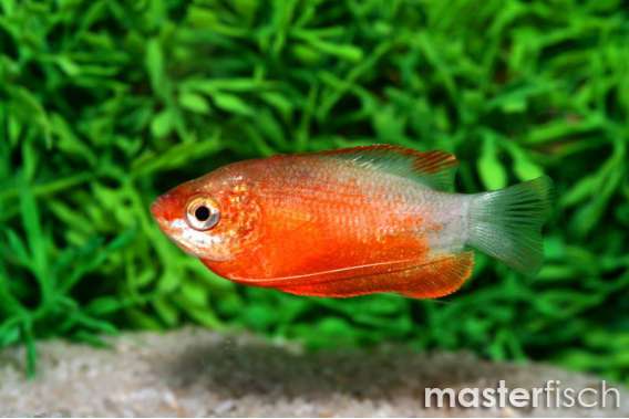 Red Honey Gourami