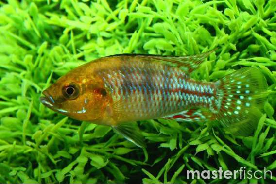 Pseudocrenilabrus nicholsi