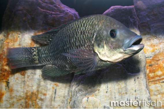 Mozambique cichlid