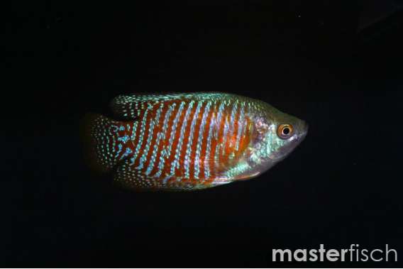 Dwarf Gourami