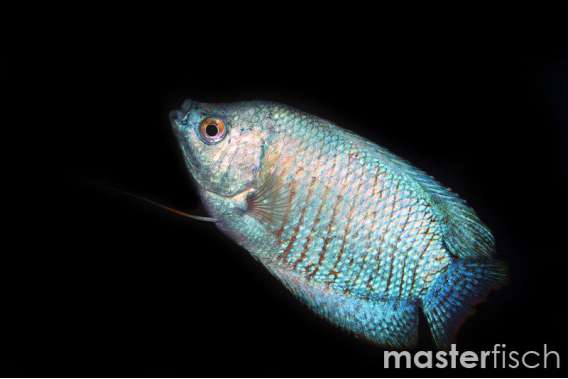 Cobalt Blue Dwarf Gourami