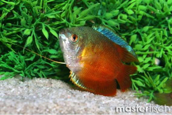 Neon Red Dwarf Gourami