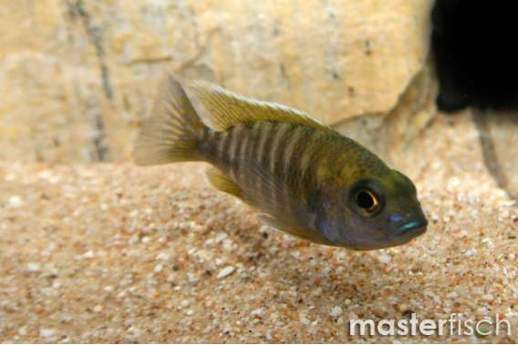 Sunshine Peacock Cichlid