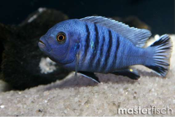 White top afra Cichlid