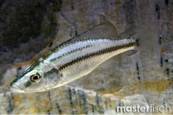 Malawi Eye-Biter Cichlid