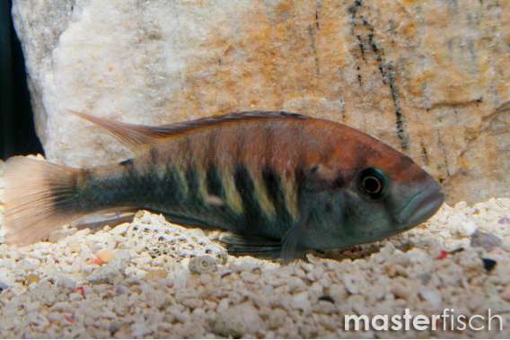 nyererei Red head Haplo Cichlid